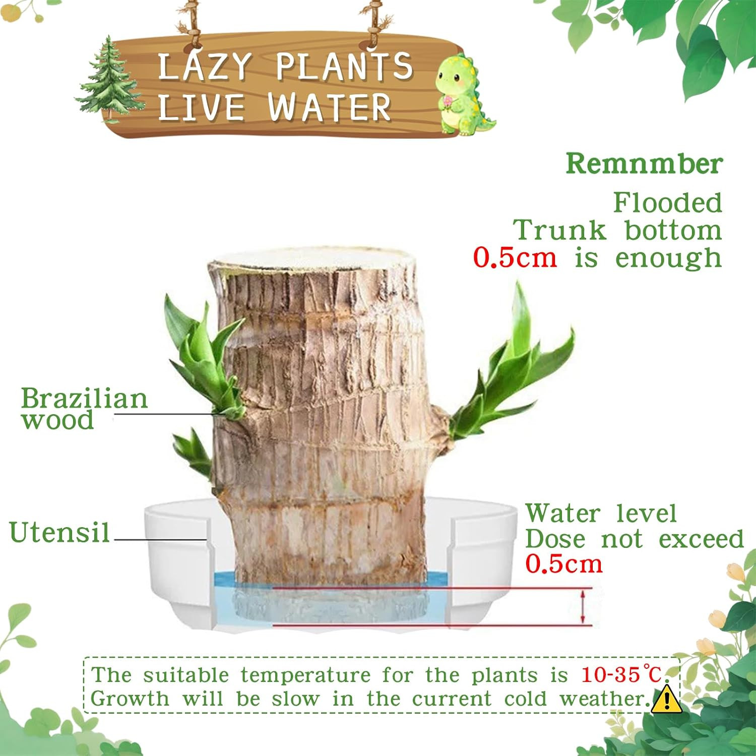 Brazilian Lucky Wood Plant,Fortune Brazil Potted Plant Brown