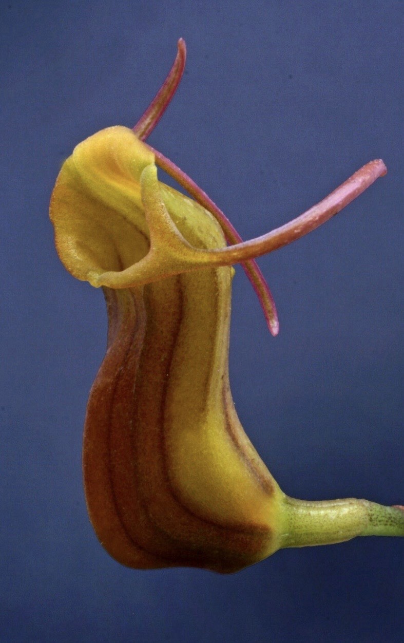 Masdevallia unguentum Rare Miniature Orchid Species Bloom Size