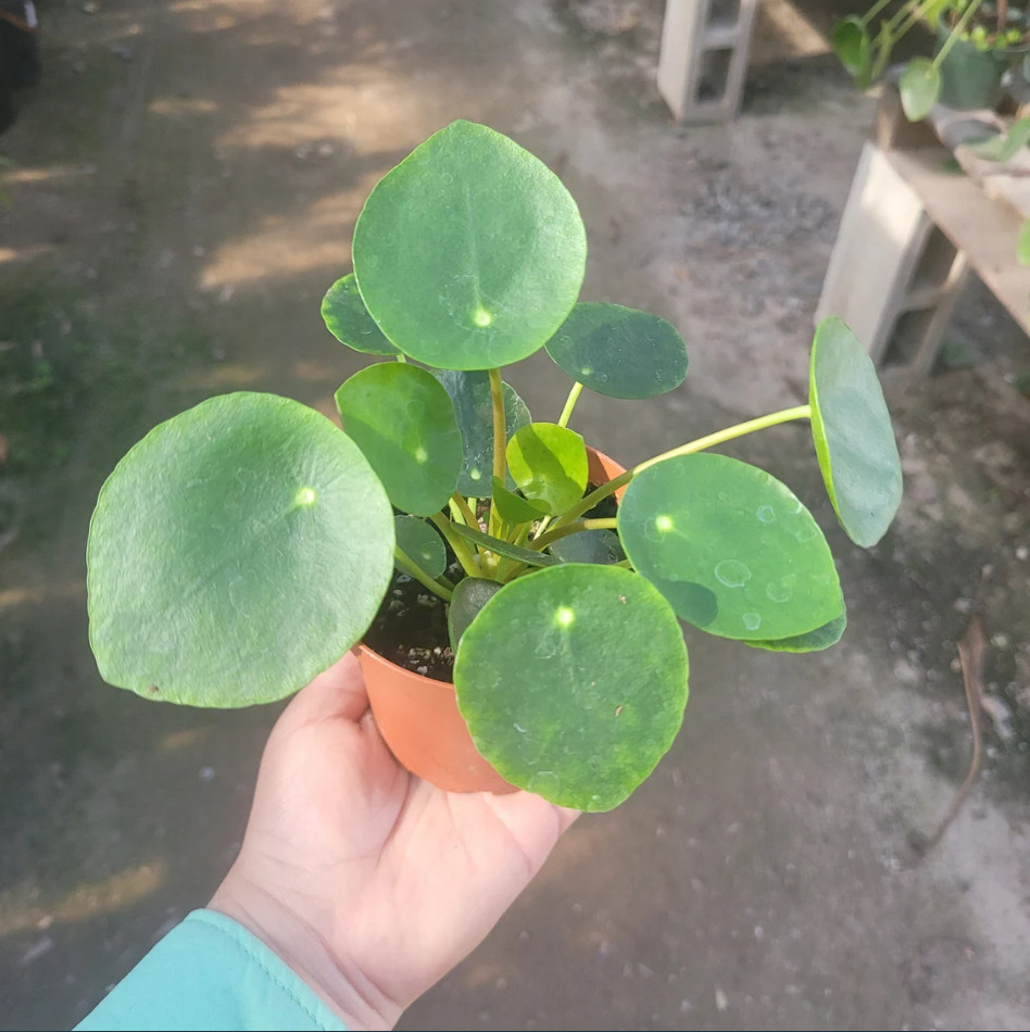 Pilea Peperomiodes Chinese Money Live Starter Plant for Planting 4-6″Tall No Pot