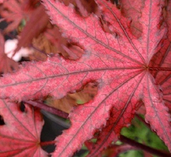 Purple Ghost Japanese Maple Tree – Live Plant – ( 2.5 QT )