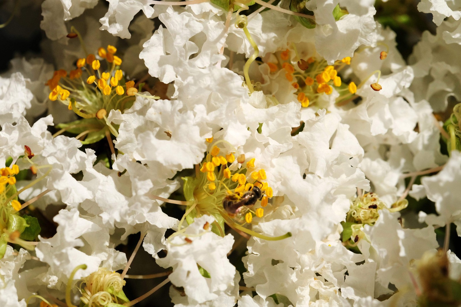 50 MIXED COLORS CREPE MYRTLE Lagerstroemia Indica Tree Shrub Flower Seeds