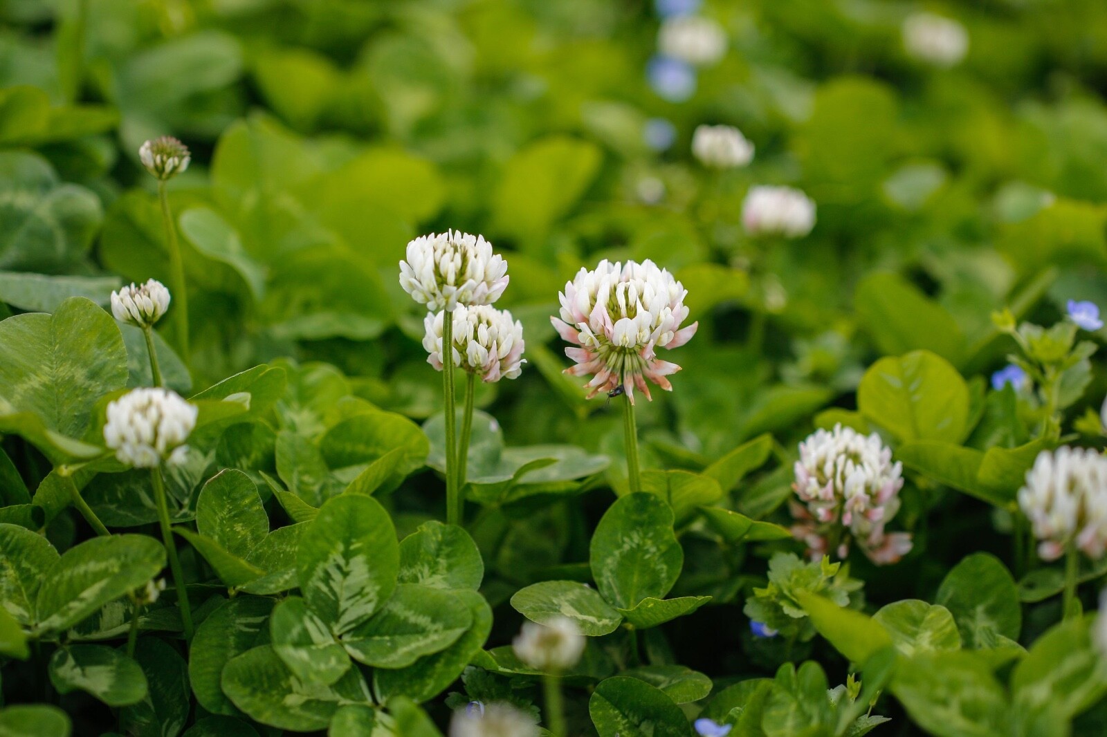 20lbs pure white clover seed 800,000+ seeds/lb