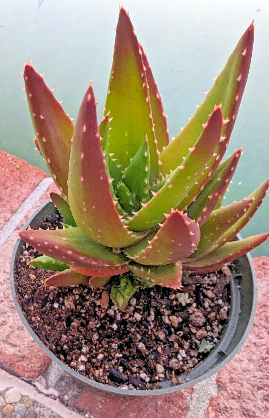 ALOE NOBILIS – GOLDEN TOOTHED ALOE – 6″ PLANT – MATURE SPECIMEN