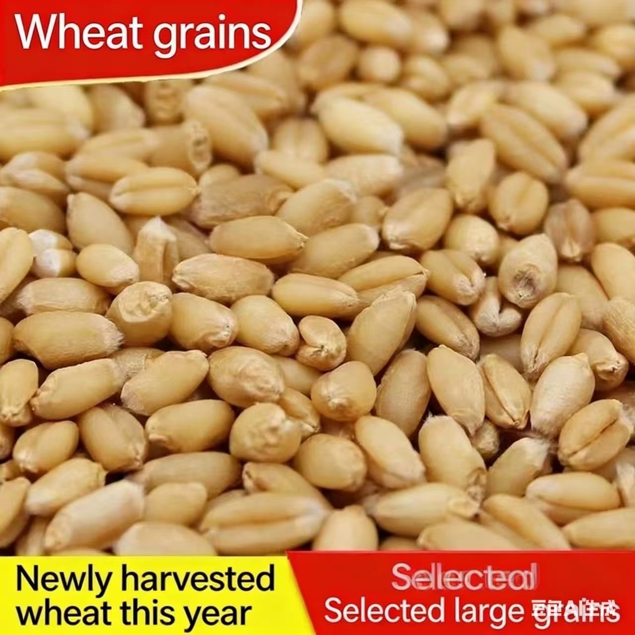 Barley Seeds – High Germination Rate, Grow Barley Grass for Juicing & Cooking