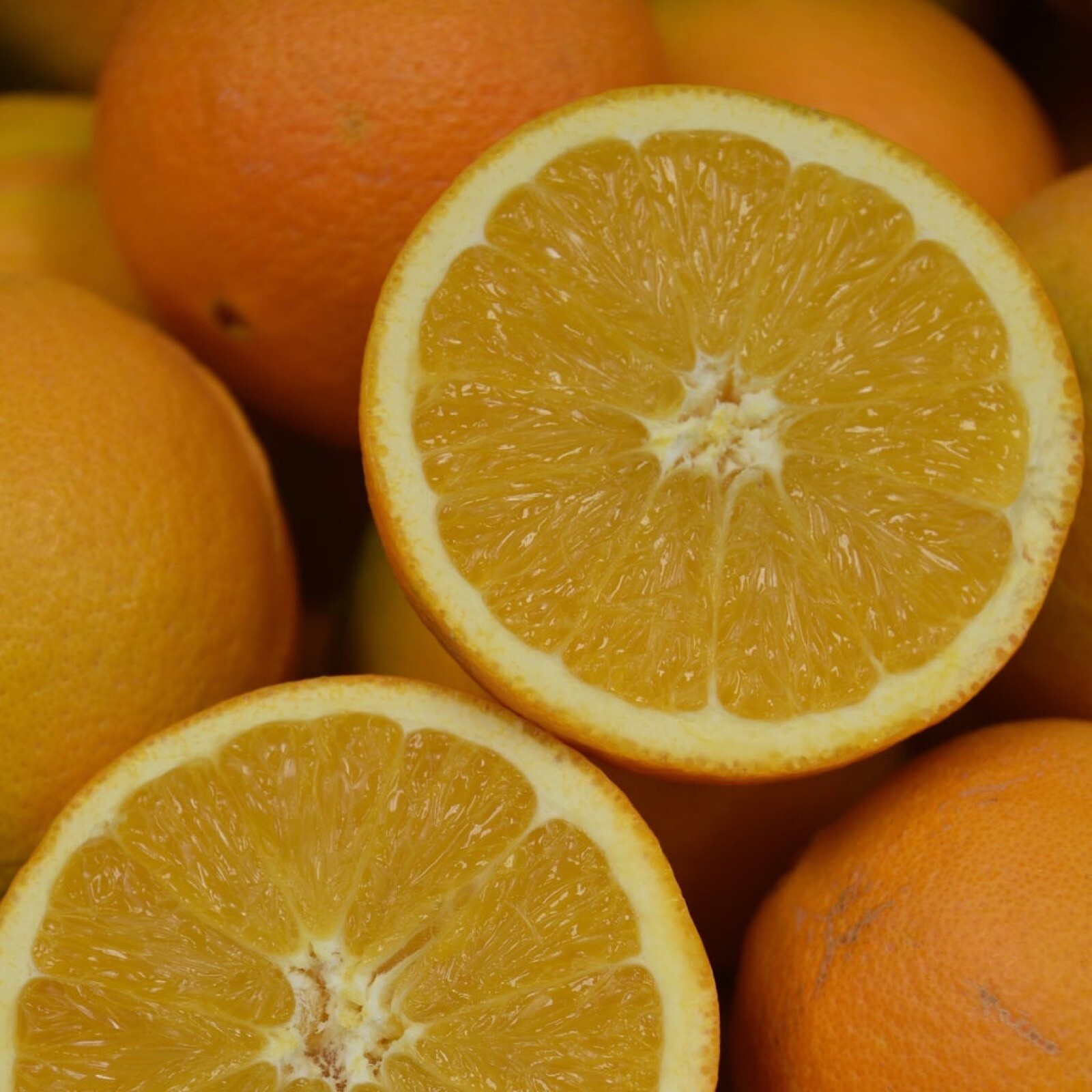 California only! Robertson Navel Orange Tree 36″-48″ tall, grafted