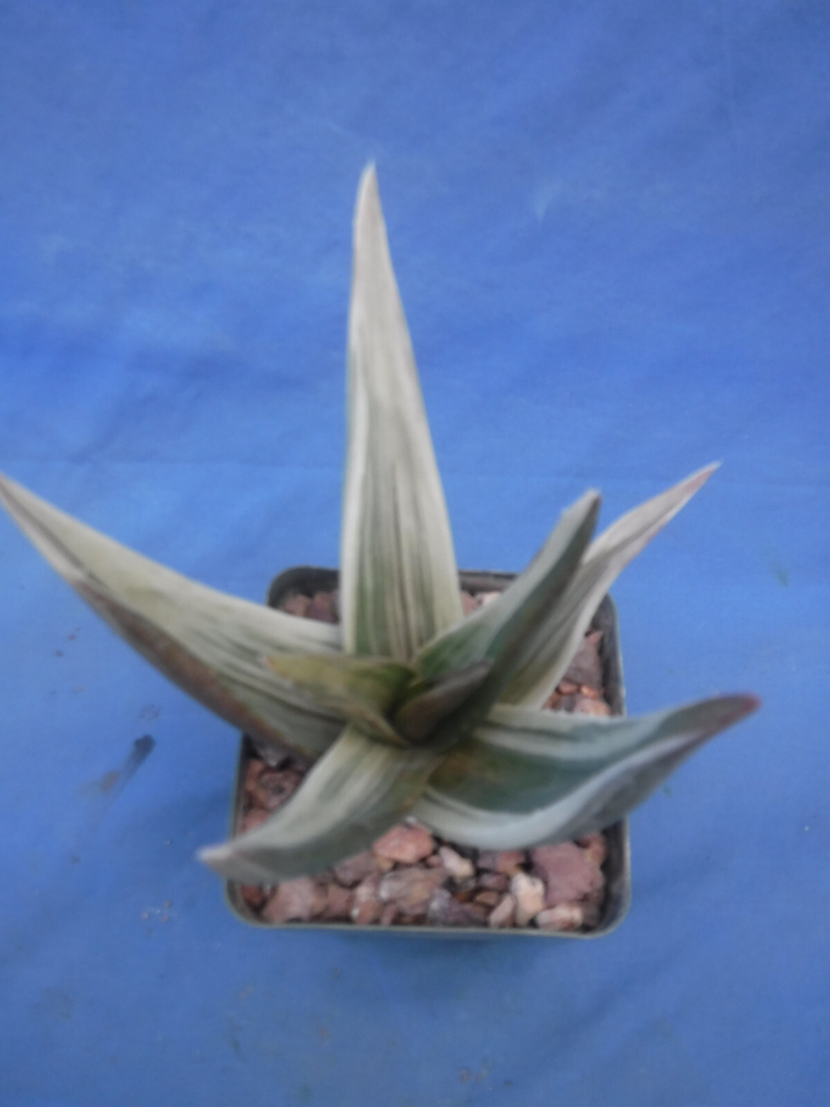 Aloe ‘Walmsley’s Bronze’ Starter Plants 2″-3″ Wide VARIEGATED! BRONZE in Sun!