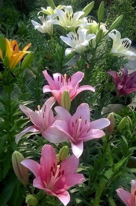 3 ASIATIC Lily Bulbs Mixed Bright colors Summer Bloom **Spring Planting