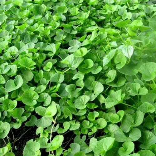 Organic Gotu Kola Seeds 400 Non Gmo Centella Asiatica Medicinal Herb Plant Seed