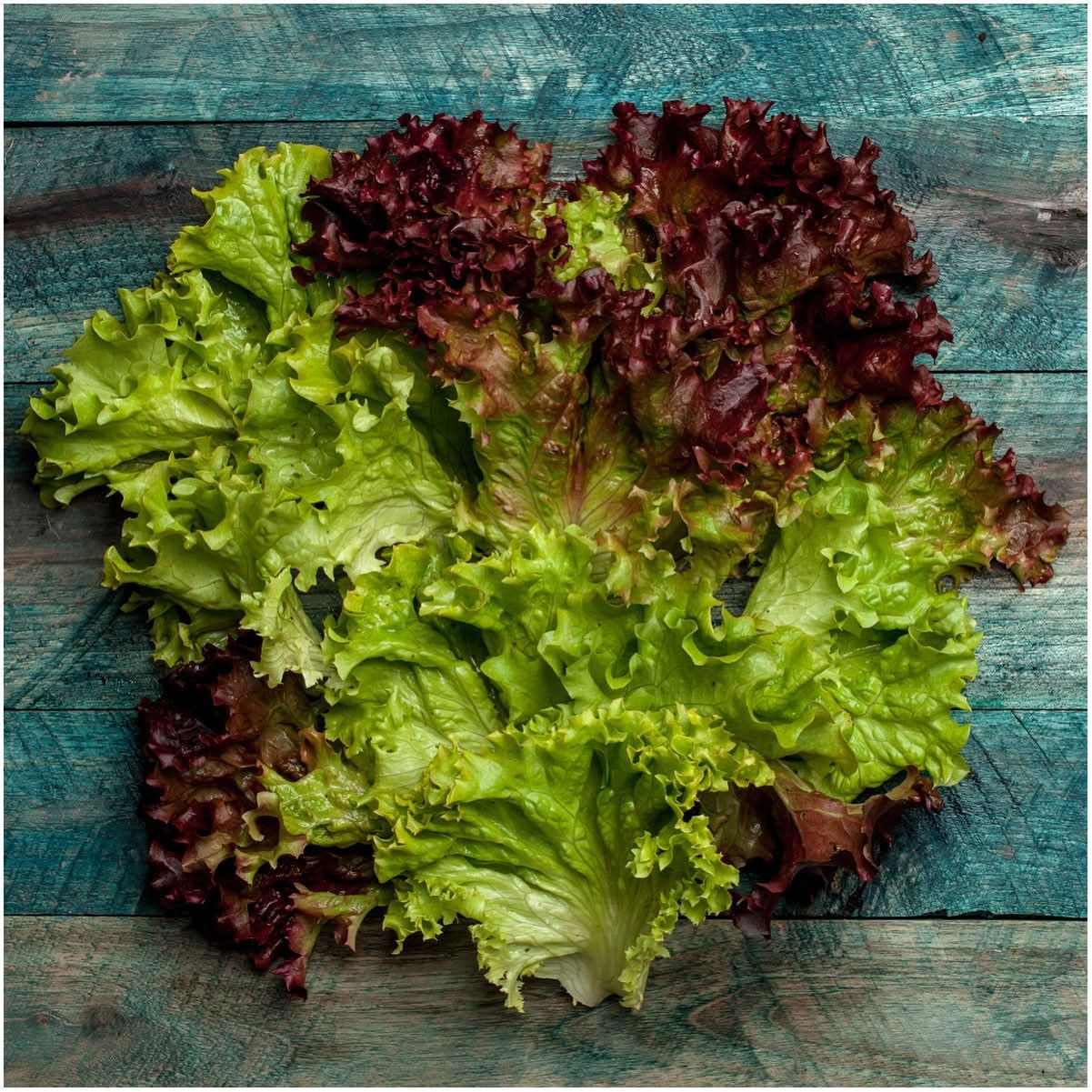 Lollo Rosso Lettuce Seeds For Planting (Lactuca sativa)