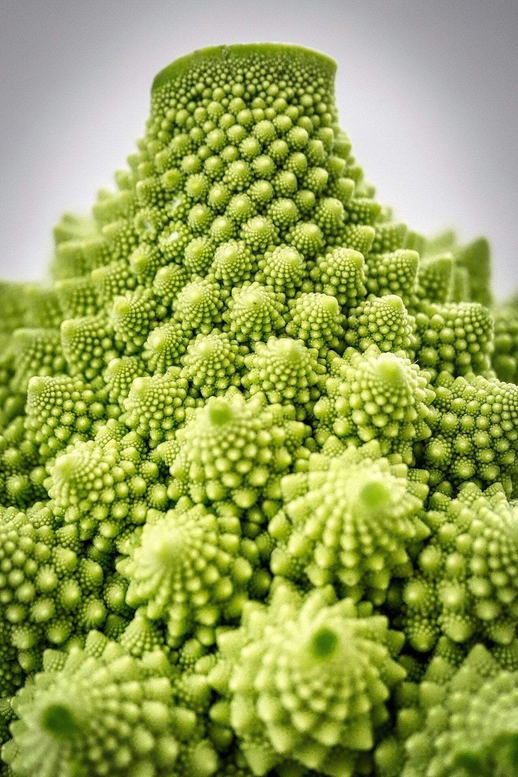 500 ROMANESCO BROCCOLI Broccoflower Cauliflower Brassica Vegetable Seeds *FlatSH