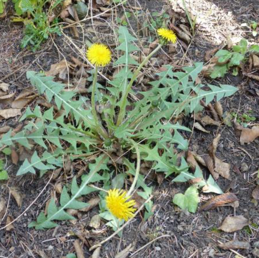 3 Live Dandelion Herb Plant – Taraxacum officinale–Edible Herbal Plant in 4″ Pot
