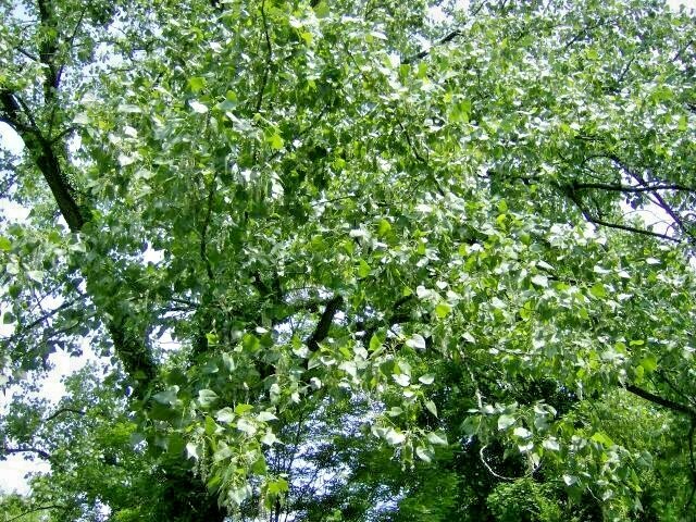 30 EASTERN COTTONWOOD SEEEDS – Populus deltoides var. deltoides