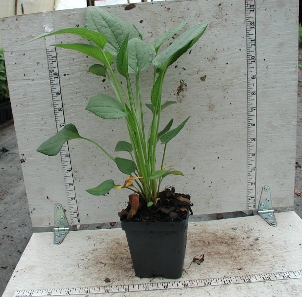 Rudbeckia ‘Goldsturm” 25 Plants in 3-1/2 inch Pots