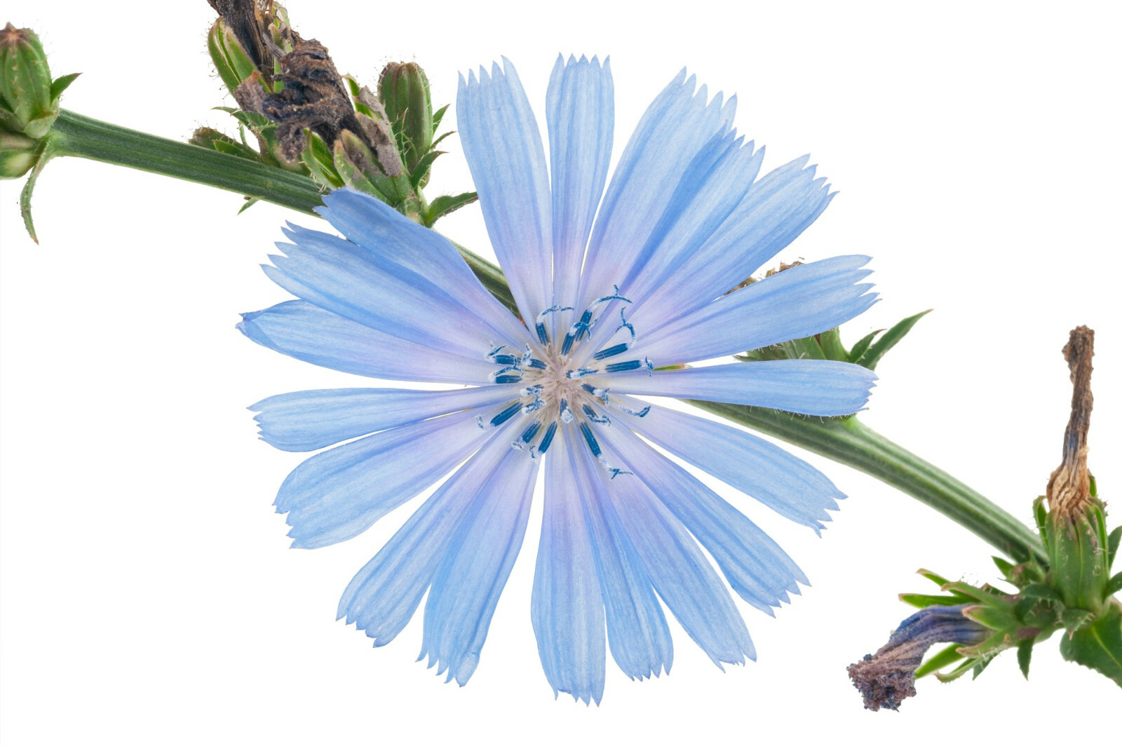1000+ Chicory Seeds | Blue Dandelion | Perennial Medicinal Herb & Coffee Subst.