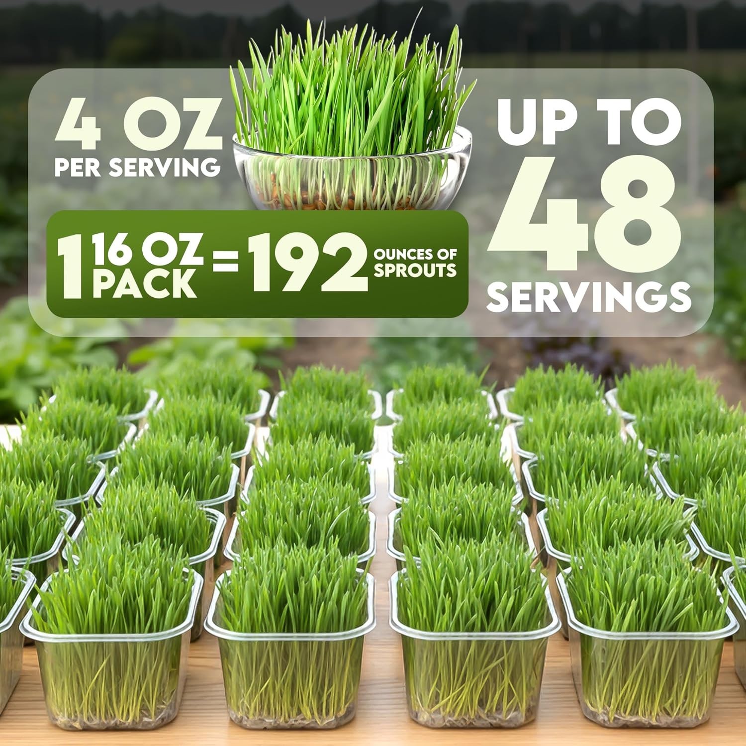 Organic Wheat Grass Seeds – Non-GMO, Cat Grass Treats Sprouting Seeds – Resea…