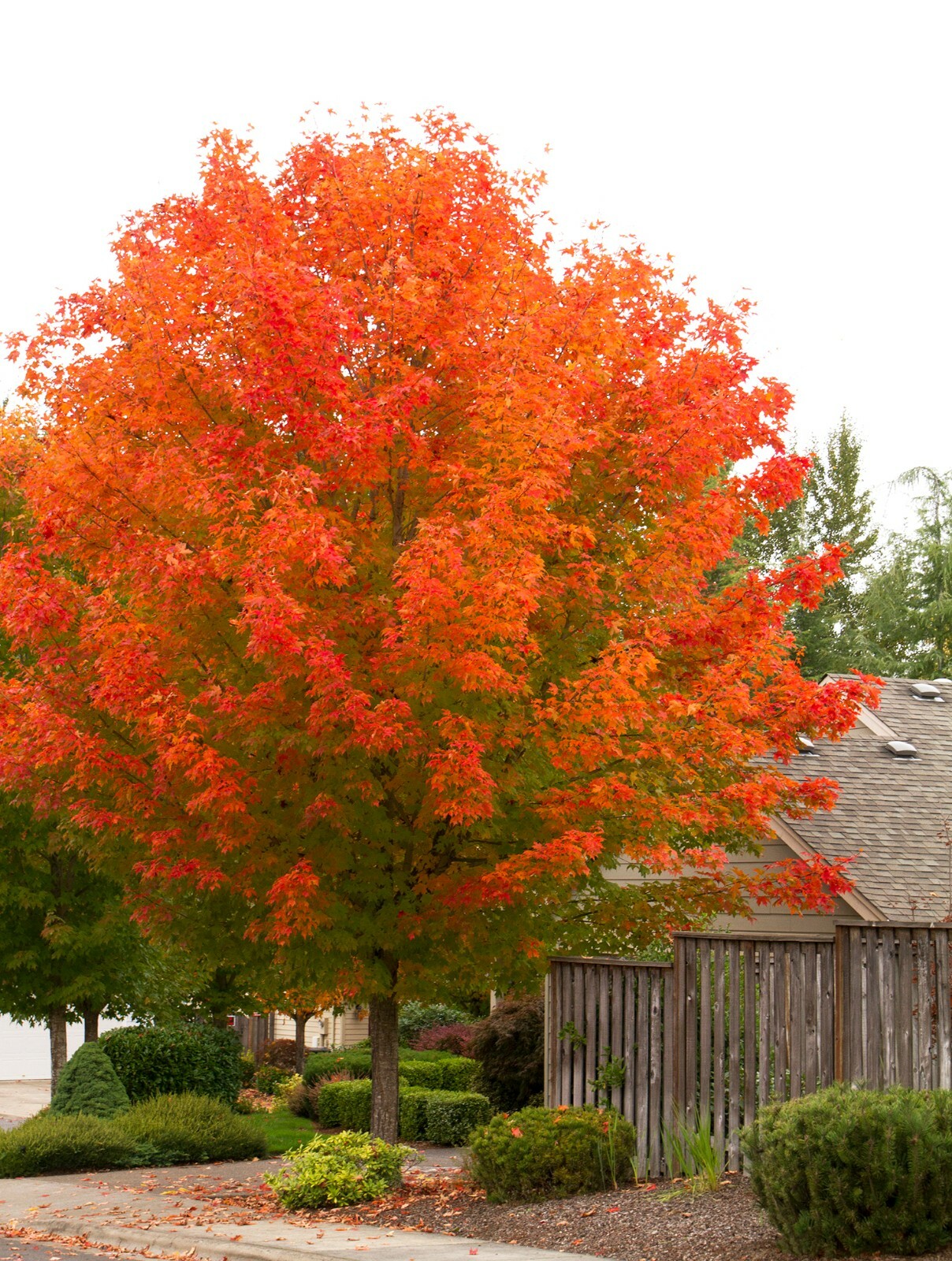 October Glory Maple quart pot