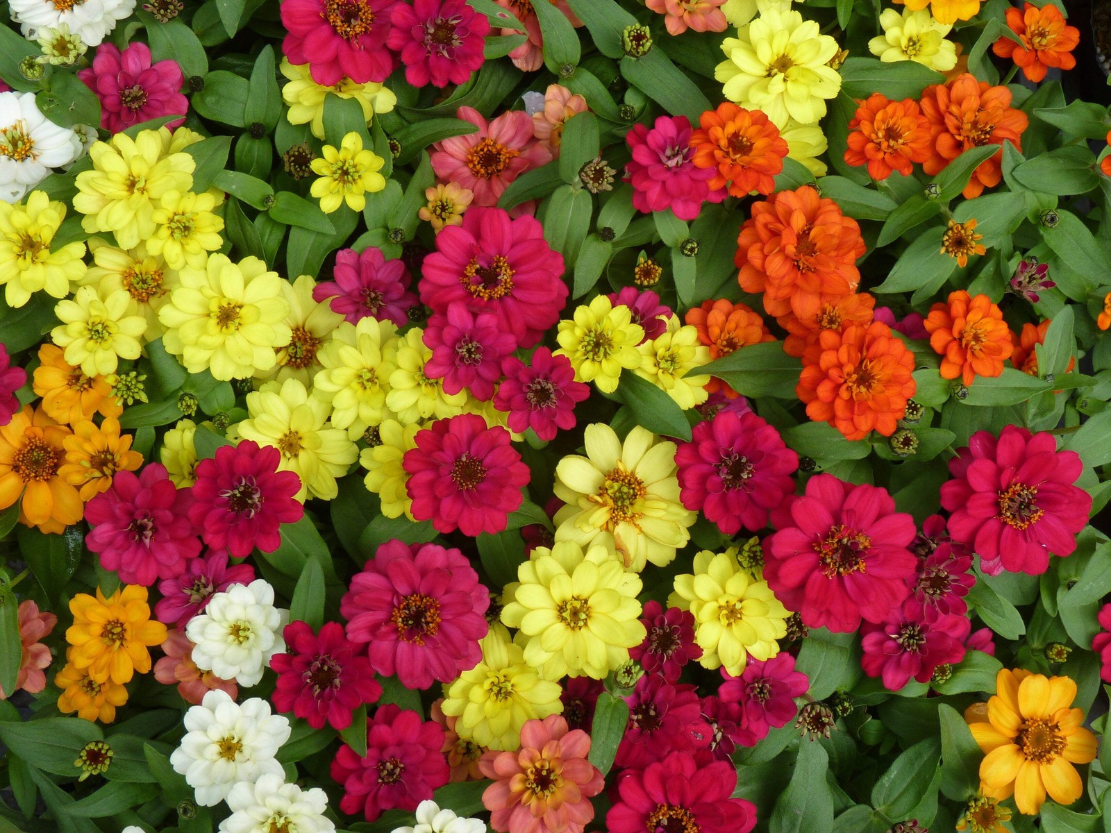 250 ORANGE CLASSIC ZINNIA Elegans (Narrow Leaf / Creeping Zinnia) Flower Seeds