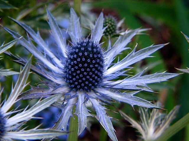 SEA HOLLY 100 SEEDS, ERYNGIUM, METALIC BLUE FLOWERS, mariesgreengarden
