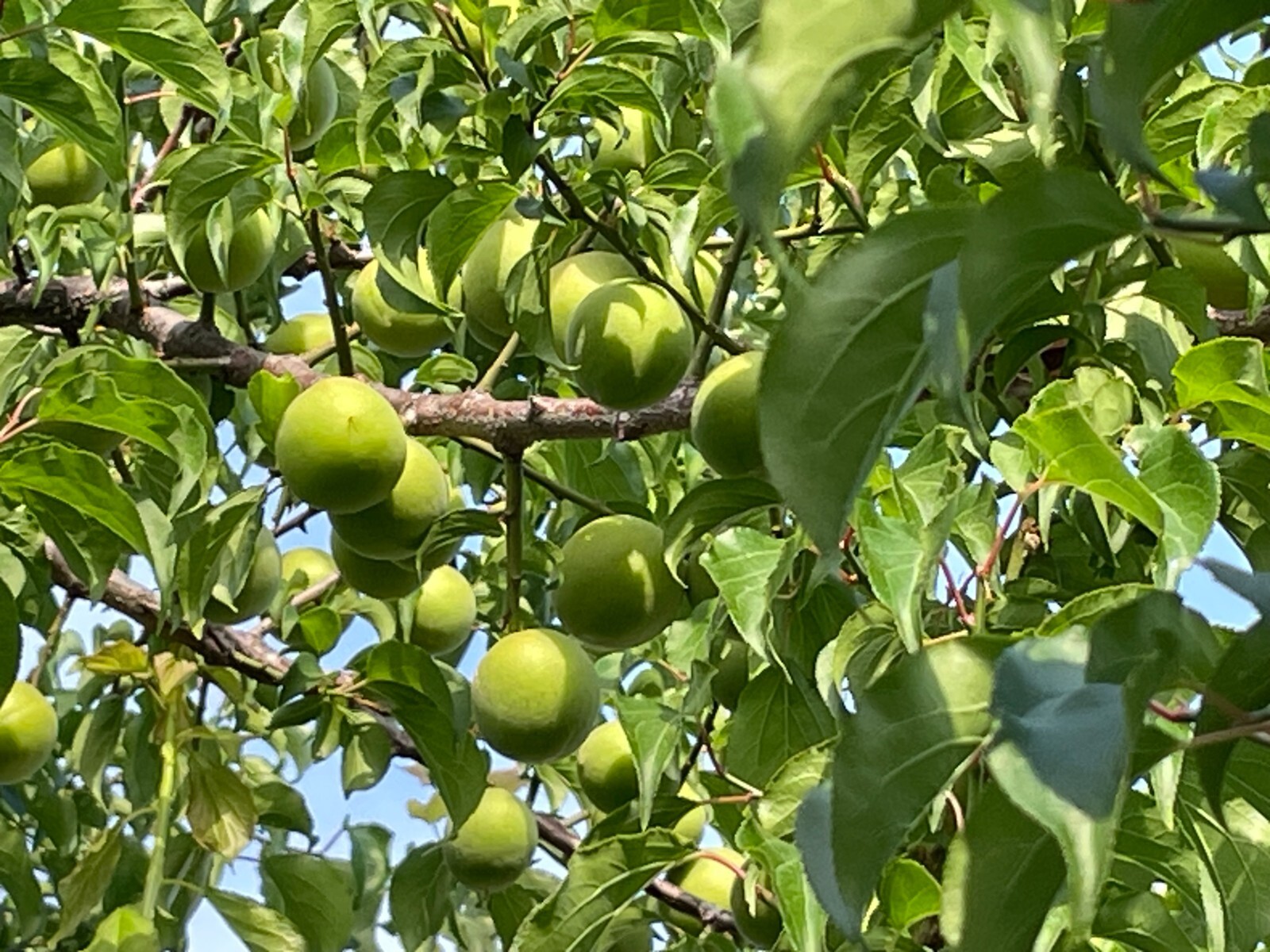 1 Japanese Ume Fruit Tree, or Plum Fruit Tree, Prunus Mume, Maesil, Tree
