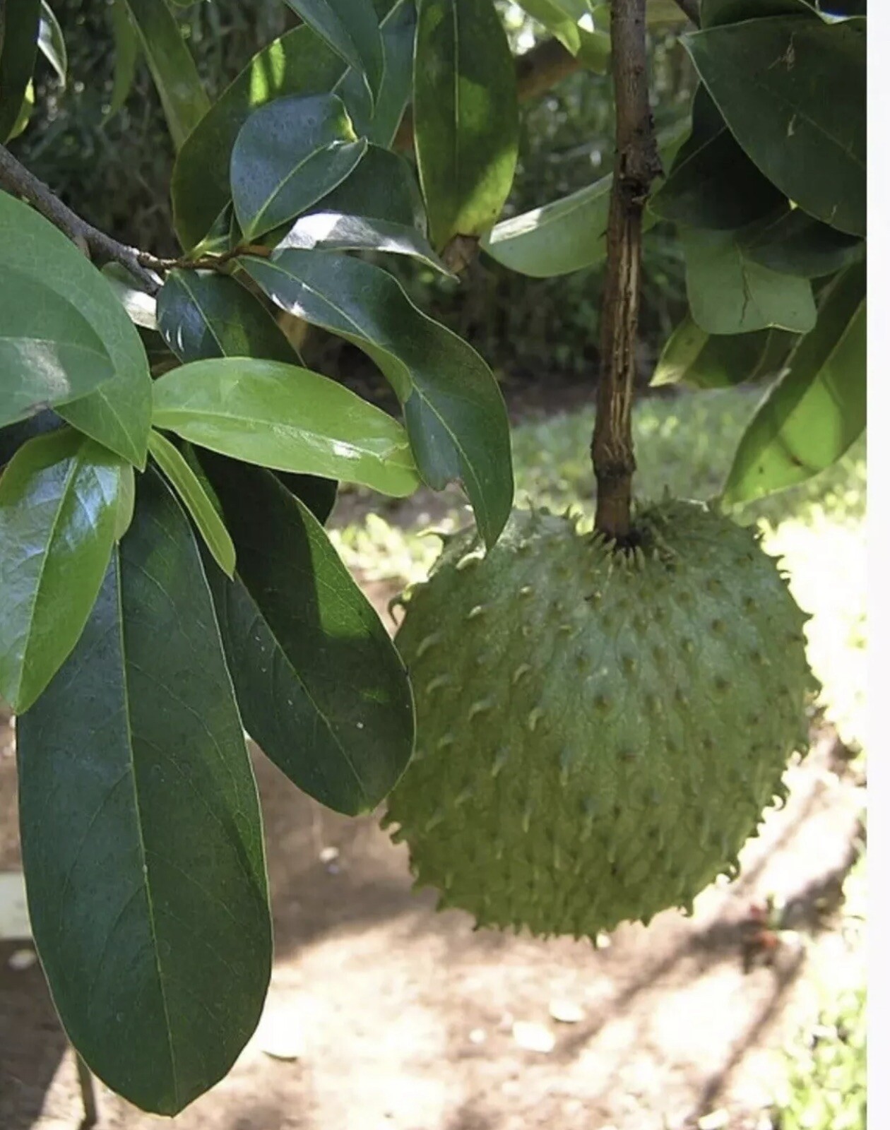 Annona Muricata Graviola Soursop Guanabana Potted StarterPLANTTropical “7-9”