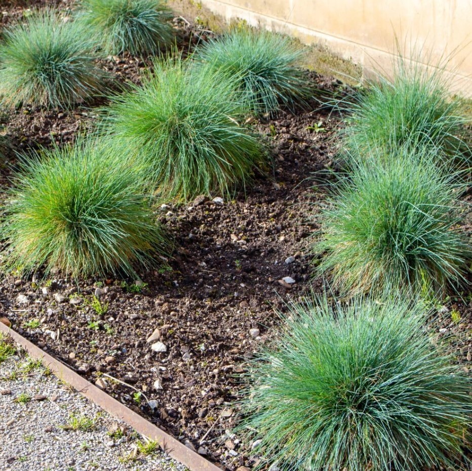 Set 2 Blue Fescue Grass Plants Live in a 4″ Pot- Groundcover Fescue Grass Plant