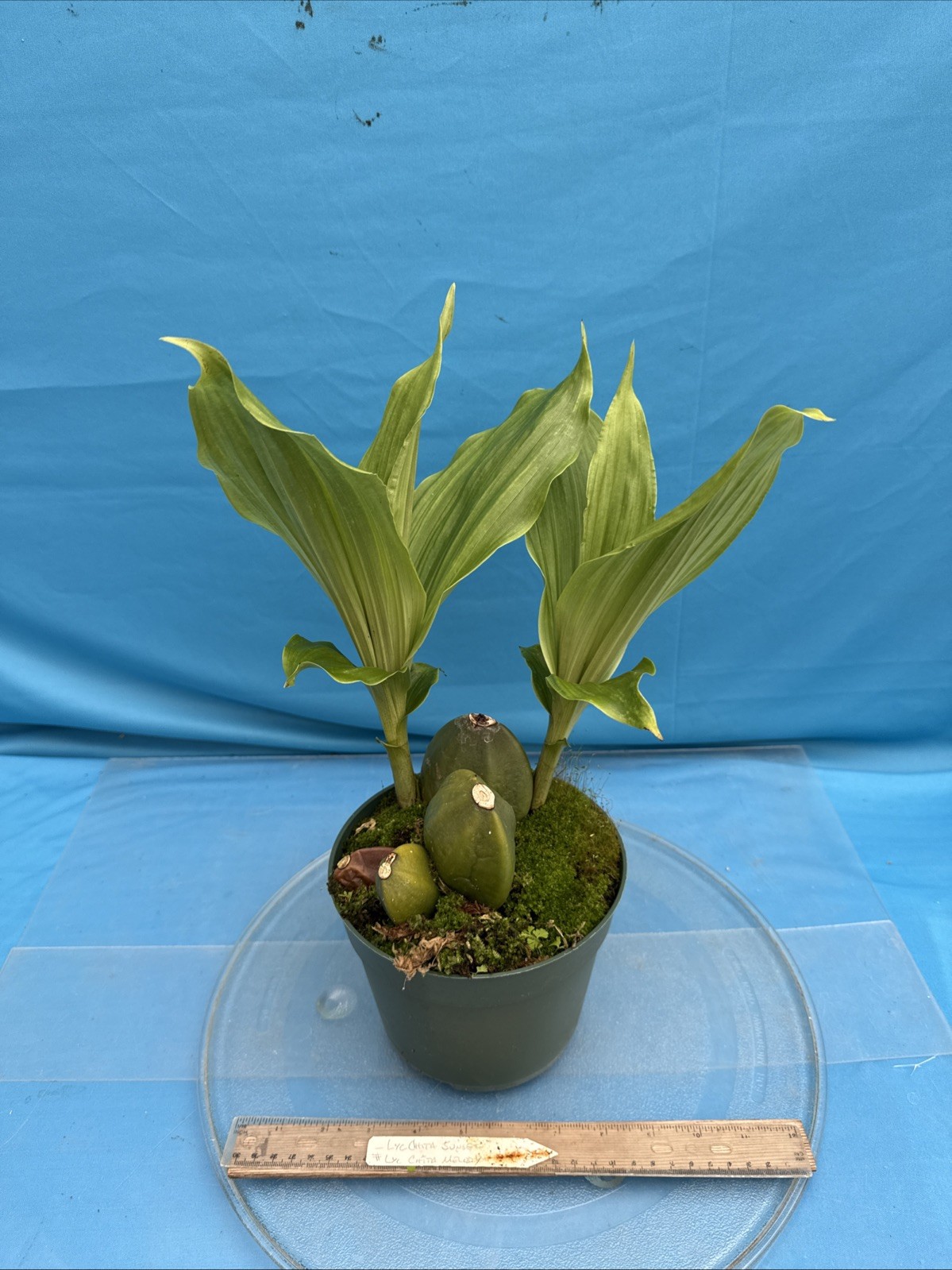 Lycaste Chita Sunset x Cita Melody Pink Red 2 New Growths Orchid Hybrid 7” Pot