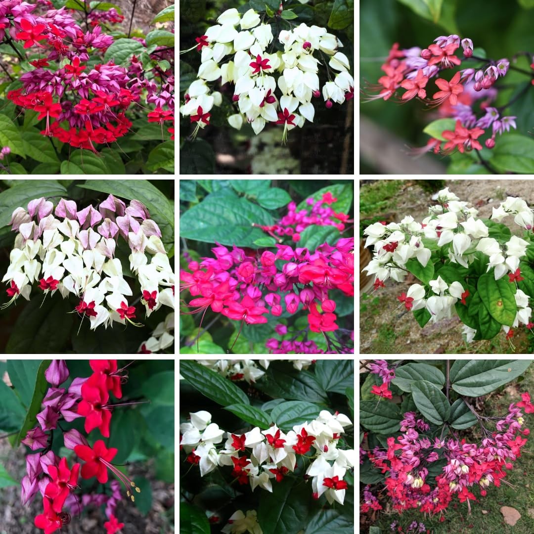 4 Mixed Bleeding Heart Clerodendrum Plants Live 5-10 Inch, Bell Flowers