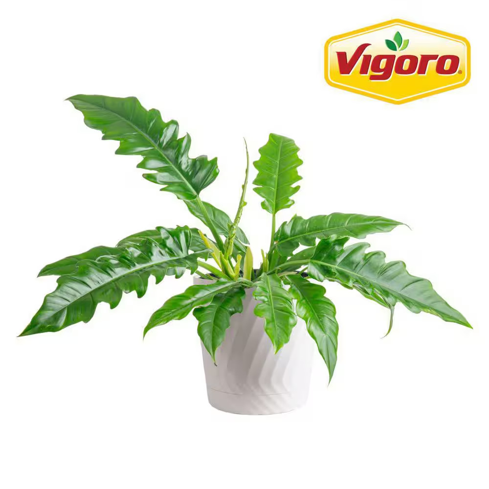 Grower’S Choice Philodendron Plant in 10 In. White Decor Pot, Avg. Shipping Heig