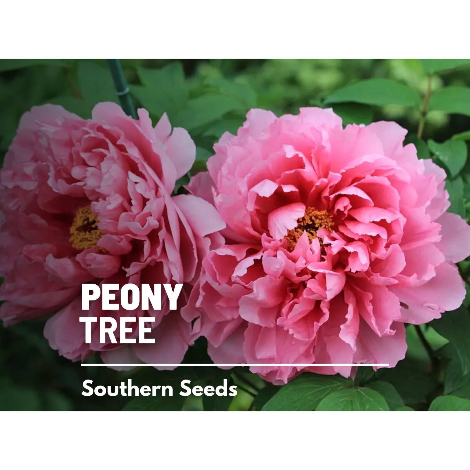 Peony, Moutan Tree – 10 Seeds – Heirloom Shrub – Paeonia suffruticosa
