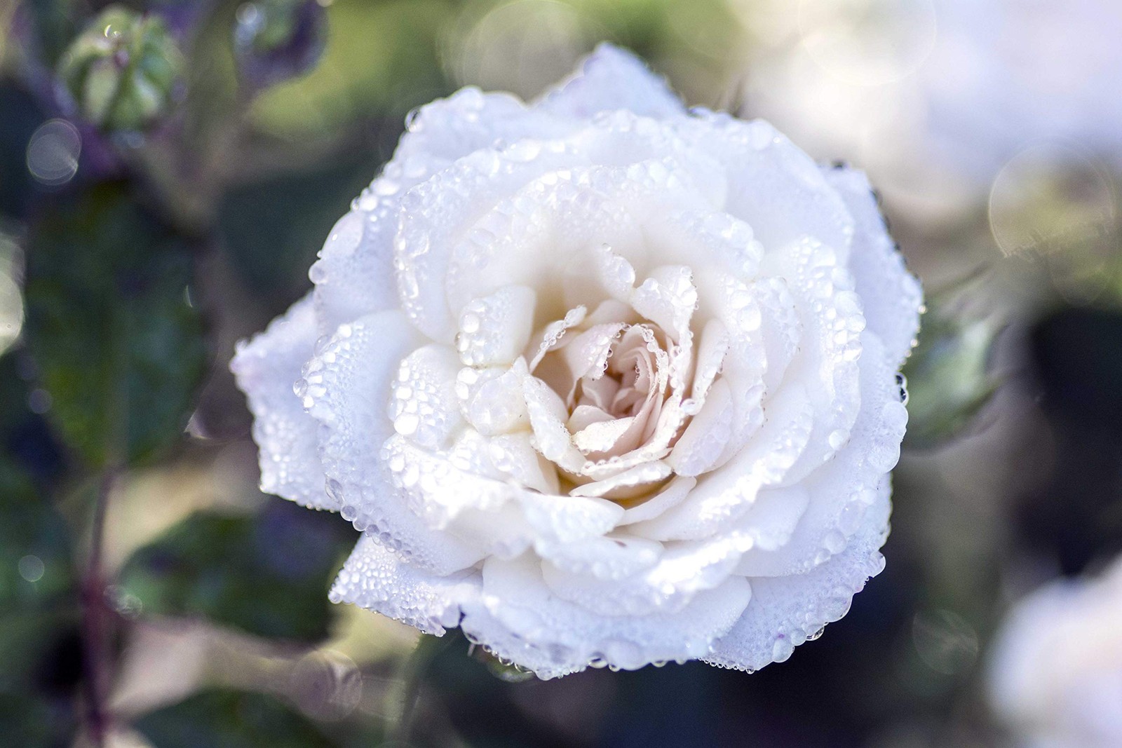 Green Promise Farms Drift Roses – Rosa White Drift Rose Rose Double White