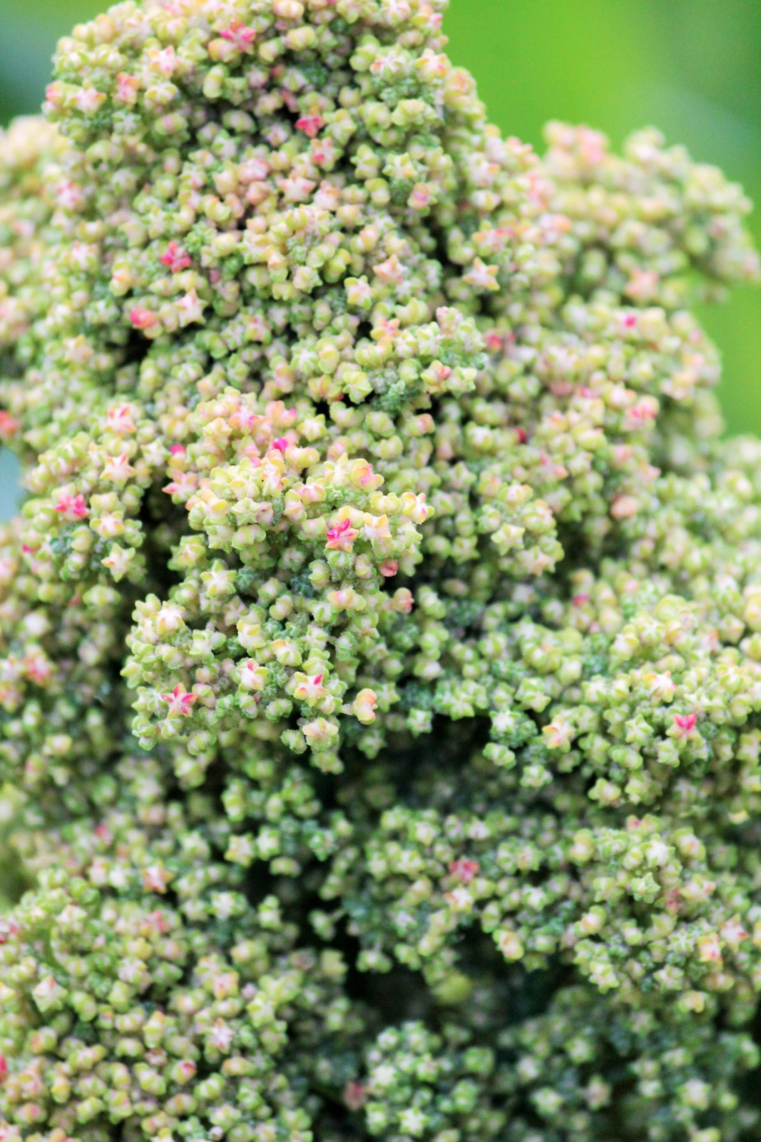 50 Organic MINT VANILLA QUINOA Green & White Chenopodium Vegetable Grain Seeds