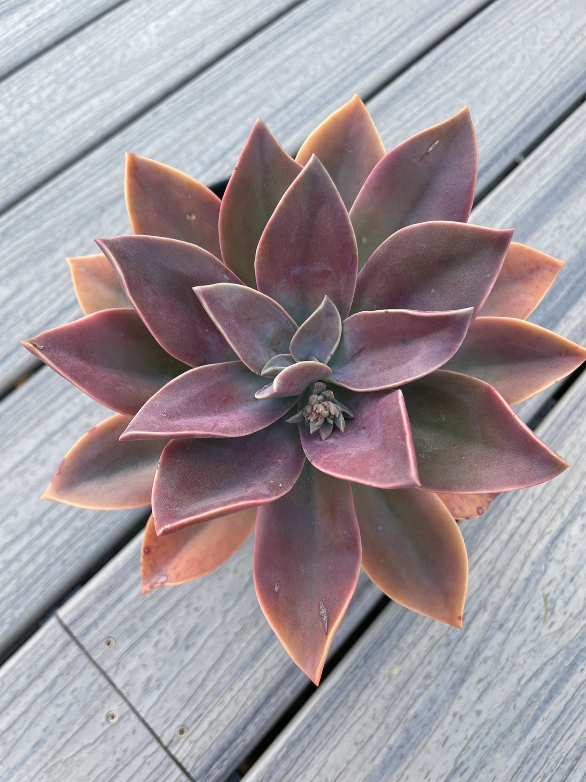 Rare Graptoveria Dusty Succulent Pink Rooted Live Plant 2-Inch Indoor Outdoor