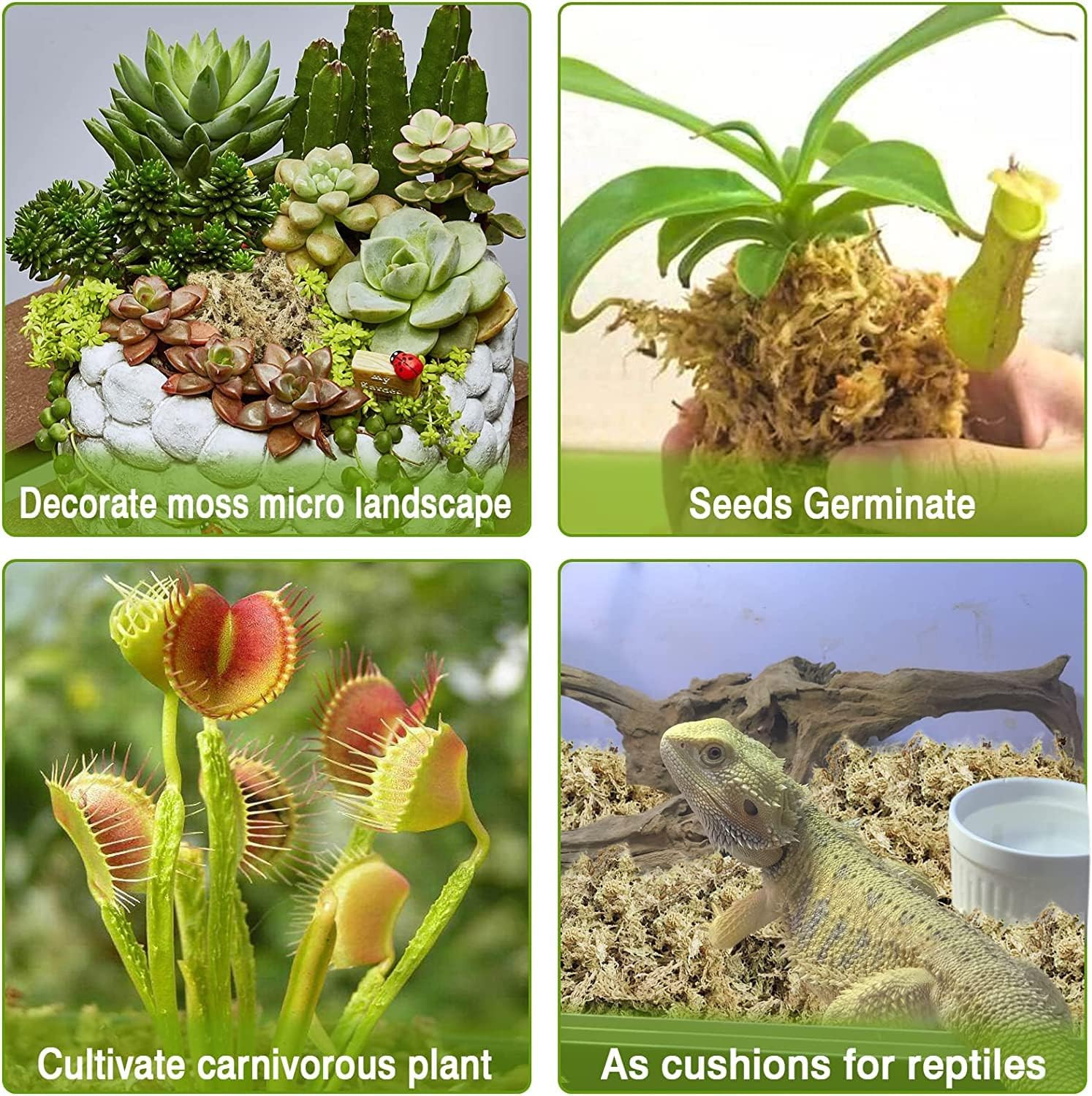 4 Qt Sphagnum Moss for Plants Reptiles Orchid Succulents