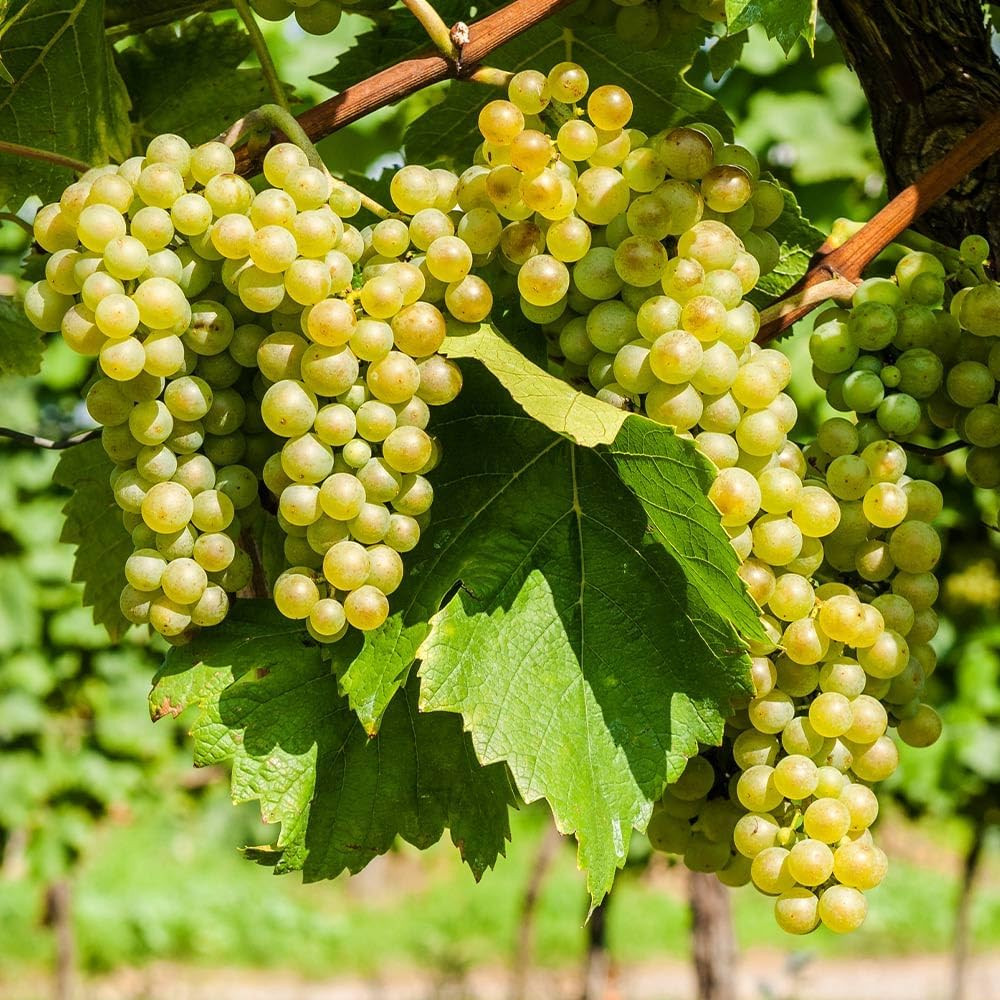 200+ Grape Tree Seeds for Planting Outdoor Bonsai-Sweet Grape Fruit Plant in …