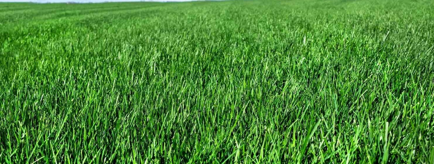 Kentucky 31 Tall Fescue Grass Turf Seed Heat Drought Wear Tolerant Many Sizes