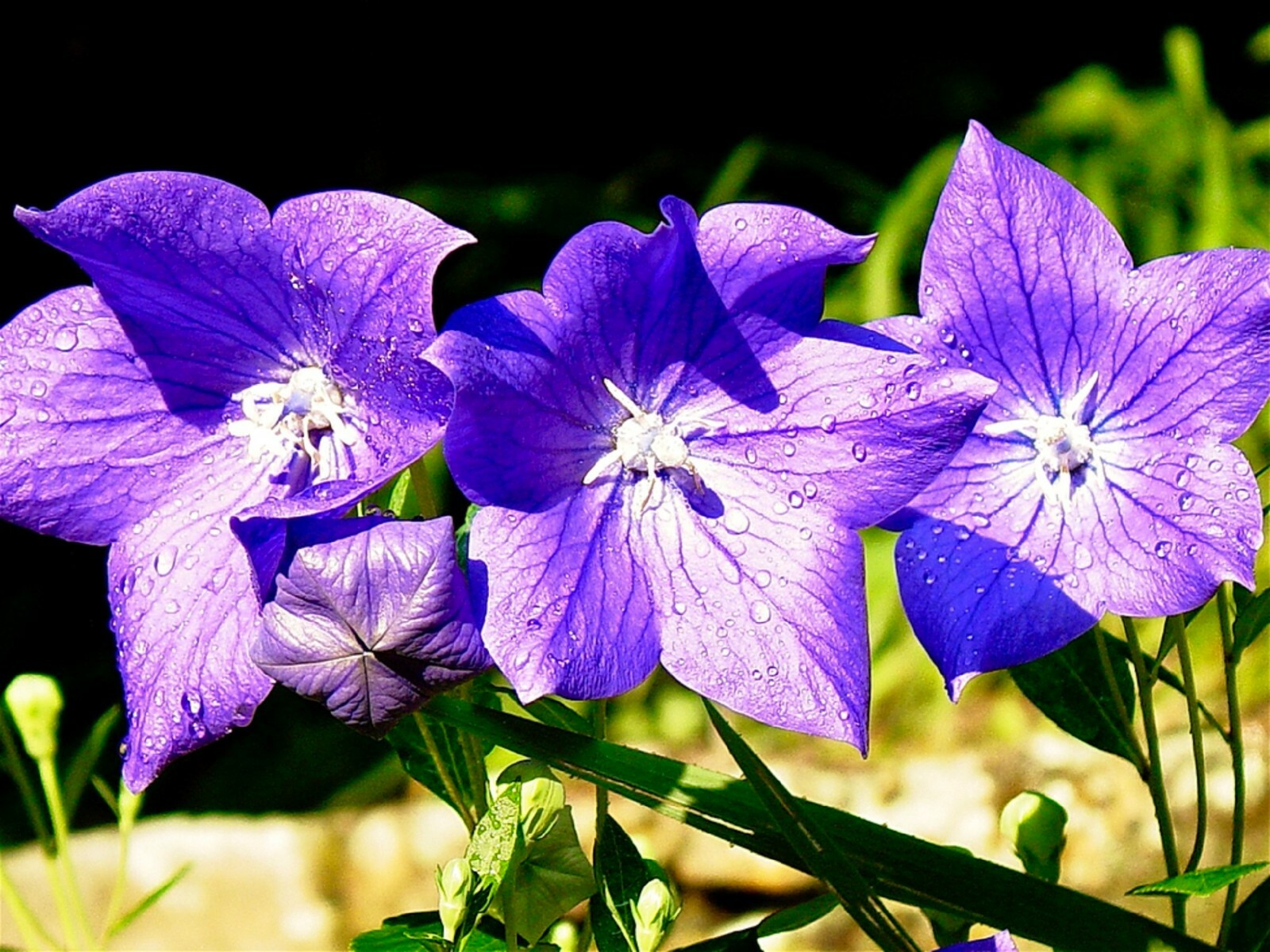 Balloon Flower Seeds – Platycodon grandiflorus TCM Chinese Bellflower Perennial