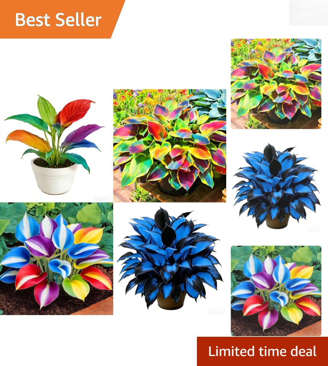 Rare Hosta Seeds for Planting – 310+pcs Non-GMO Heirloom Perennials Perfect f…
