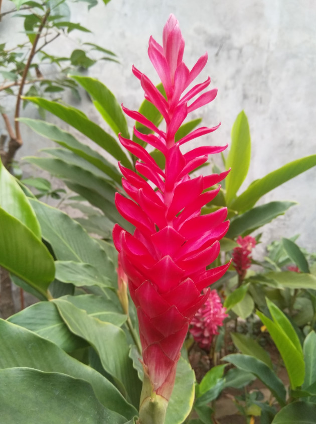 Hot Pink Ginger Live Plant – 2-5″ Tall – Tropical Ornamental Ginger Flower