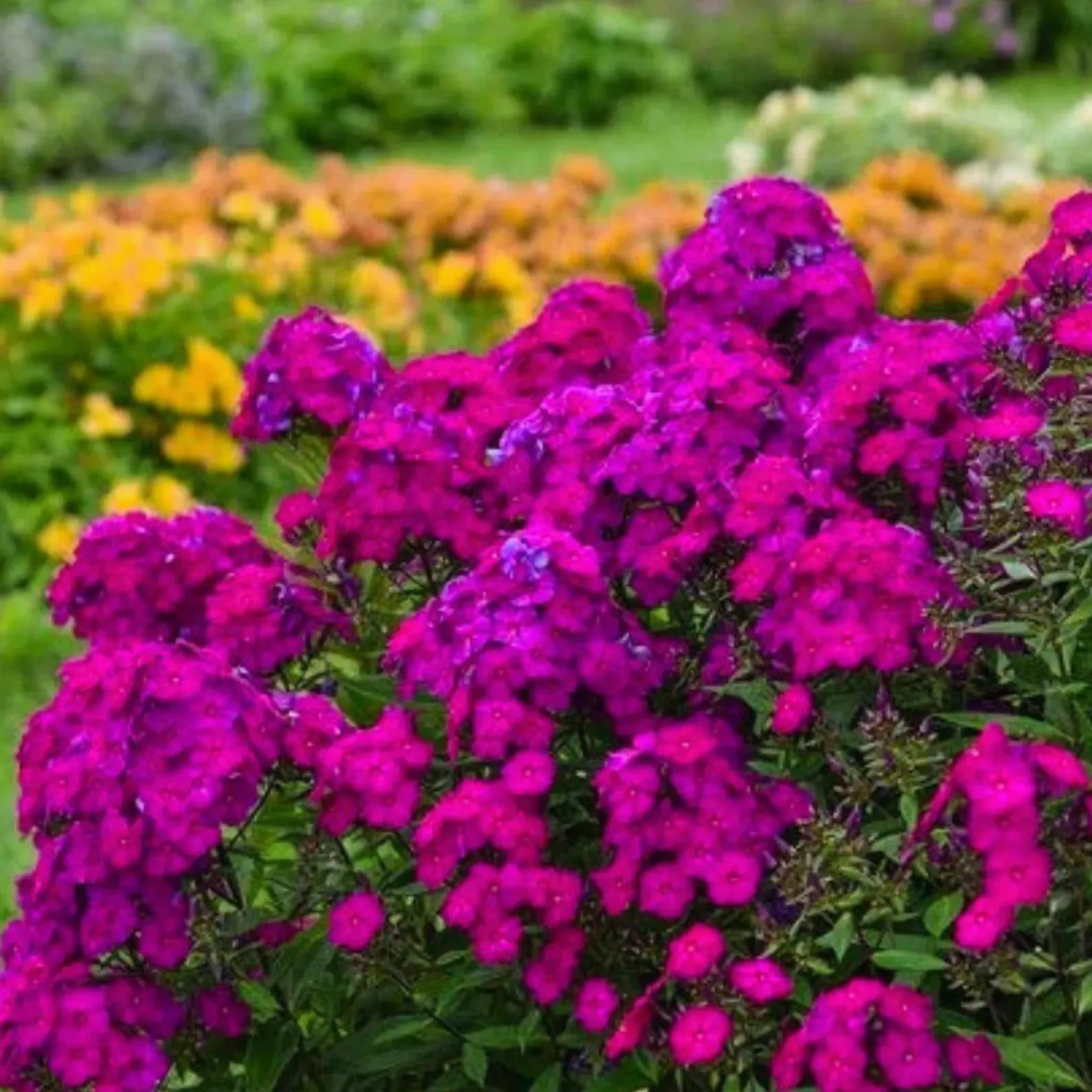 100+ Ultraviolet Tall Garden Phlox Seeds 2026 – USA – FREE SHIPPING!