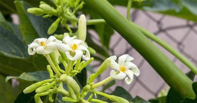 Kapoho Solo Papaya 6”–10” Live Hawaiian Plant | Sweet Golden Fruit – Organic USA