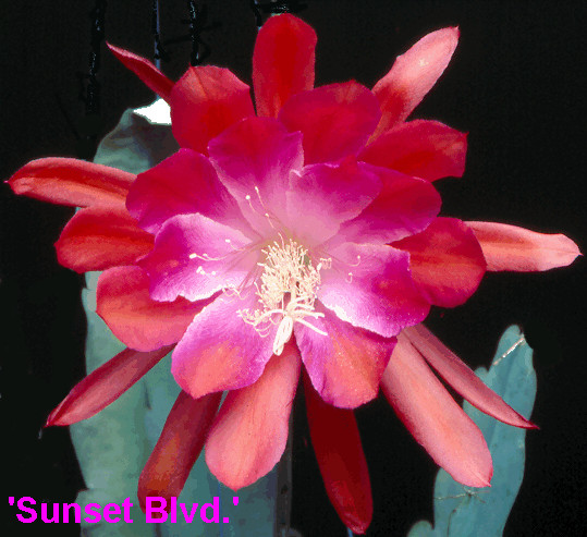 Epiphyllum, Orchid Cactus, SUNSET BVLD. , Don’s Quart pots JUNE/3