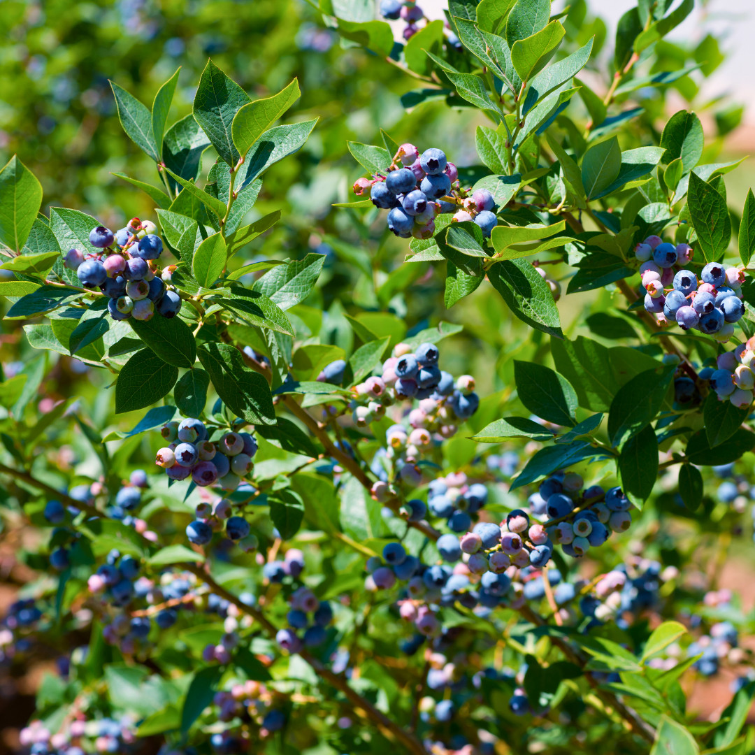Fresh Sweet Northern Blueberry Seeds | Highland | Heirloom Non-GMO | Fruit Seeds