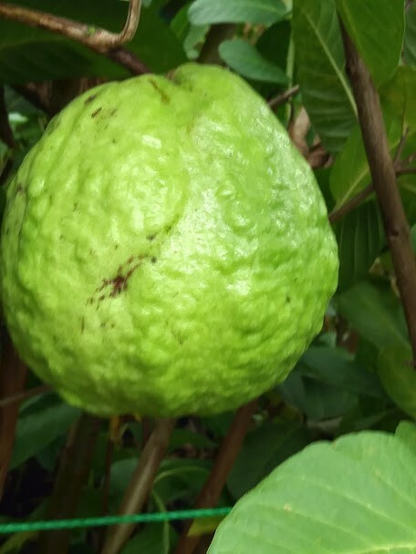 White Flesh Guava SEEDS, 20 Seeds, Fruit Seed for Home Garden