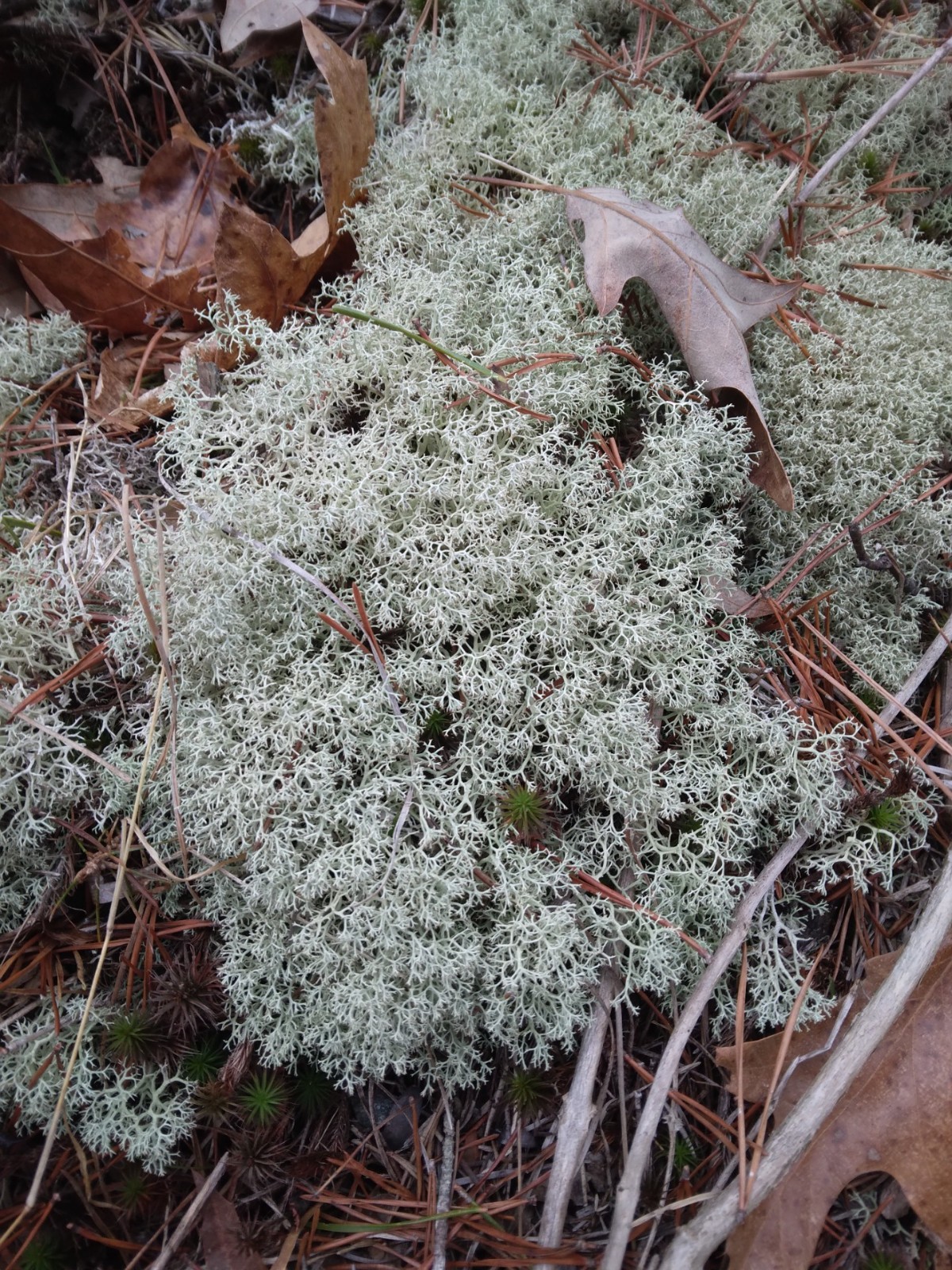 1 Gallon Size Bag Live Reindeer Moss Lichen Plant Crafts, Terrariums