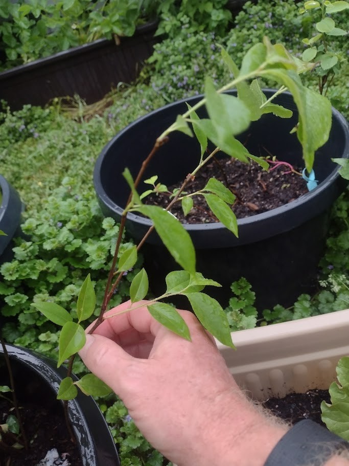 1 Rum cherry, rooted plant. Zones 3-9 Prunus serotina •