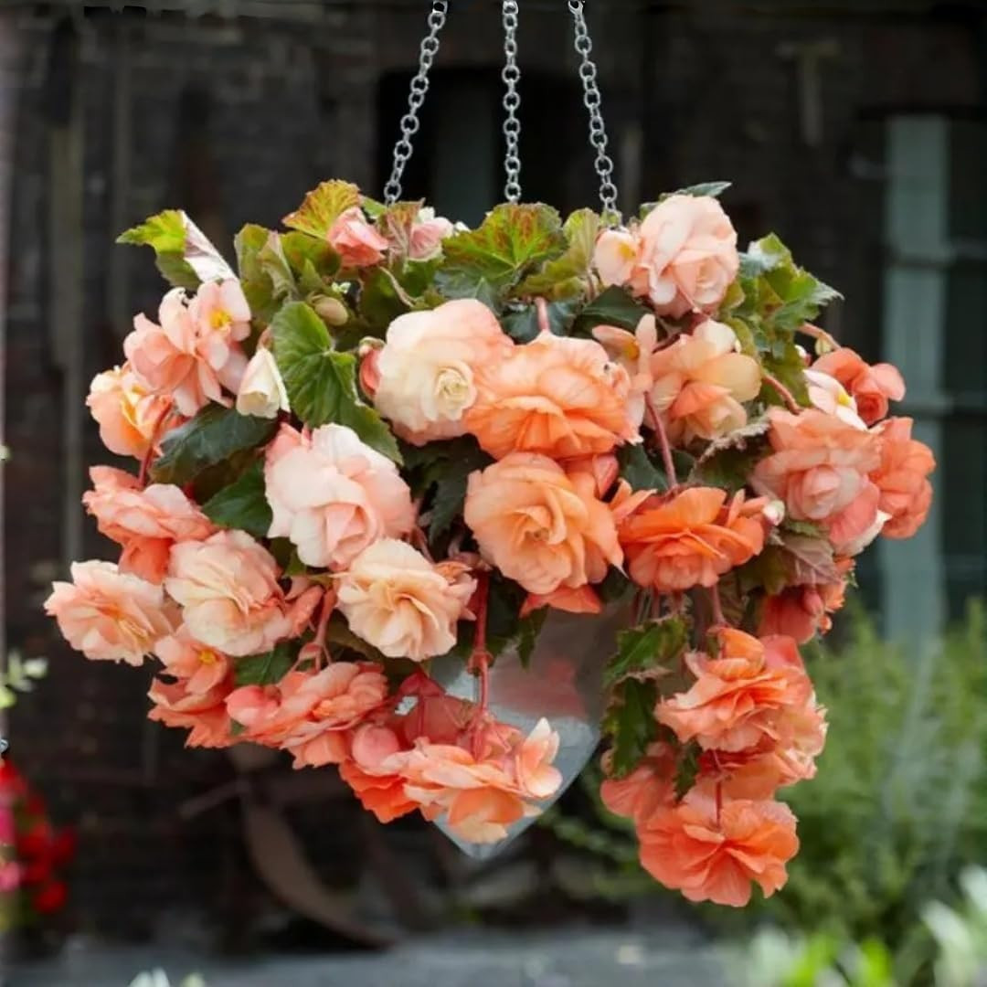 90PCS Non-Gmo Begonia Flower Seeds – Easy-Cultivate Seeds for Vibrant Garden Blo