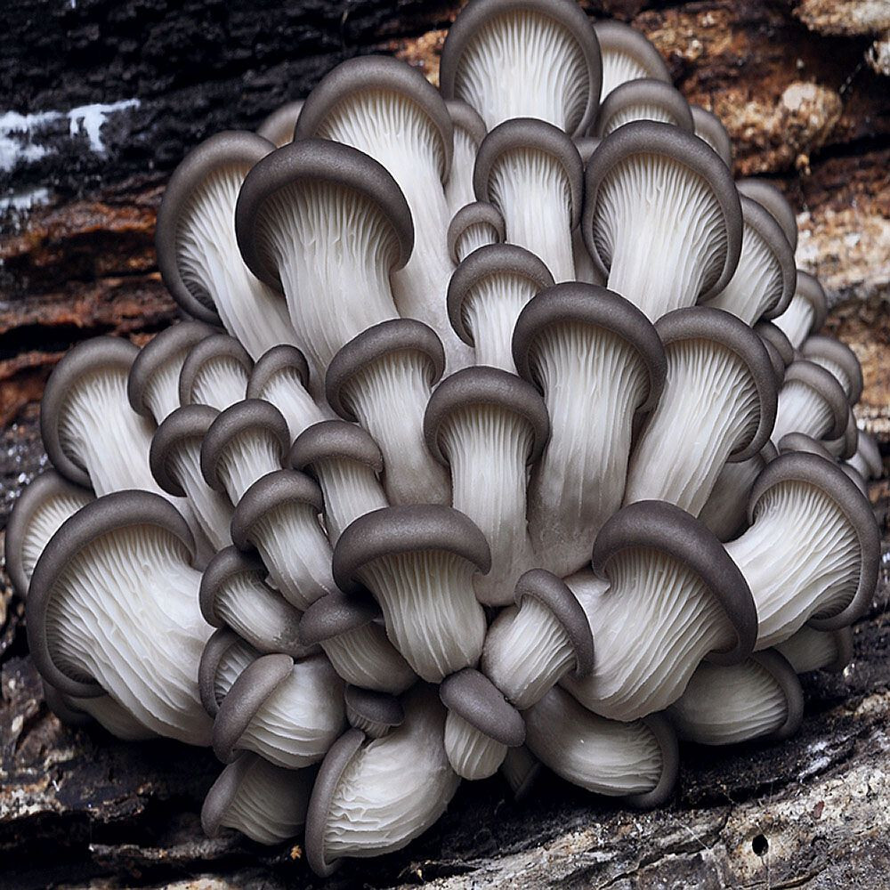 Brat Oyster Mushroom (Pleurotus ostreatus) Liquid Culture
