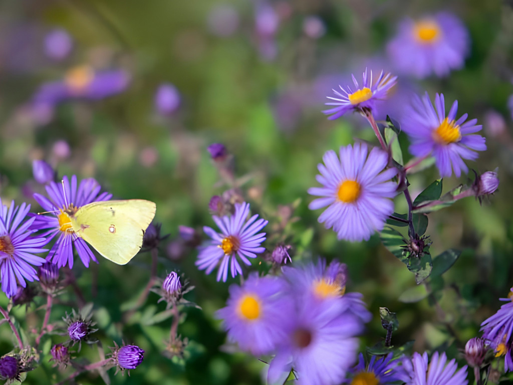 New England Aster Seeds – 500 seeds – Adored by bees, butterflies & birds