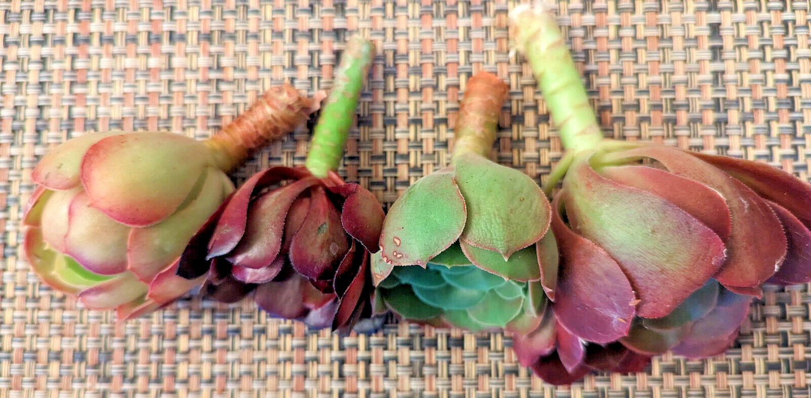 QUARTET (= A SET OF 4 DIFFERENT) AEONIUM CUTTINGS – 2″ (= 5 CM) DIAMETER