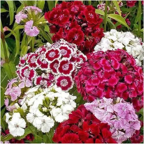 Sweet William Wildflower Seeds For Planting (Dianthus barbatus)